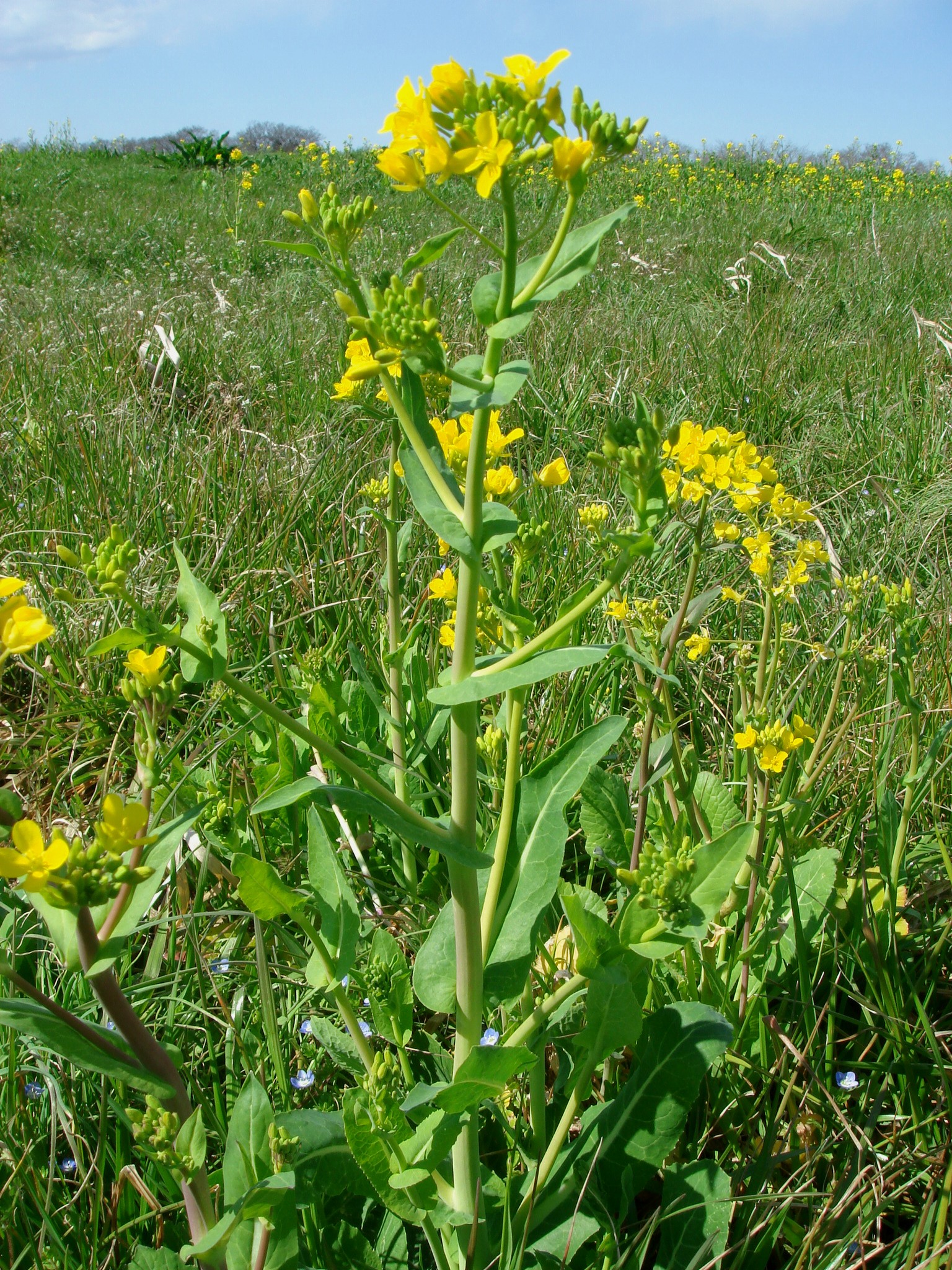 Brassica napus L.